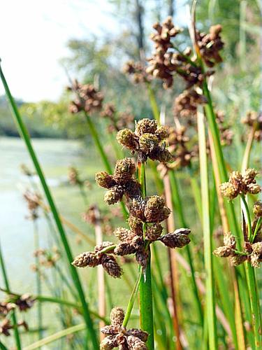 Schoenoplectus triqueter (L.) Palla © LEGLAND Thomas