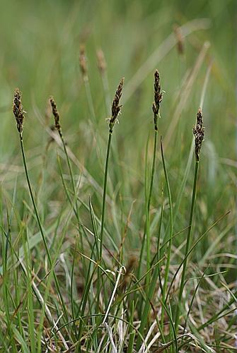 Kobresia simpliciuscula (Wahlenb.) Mackenzie © PACHES Gilles