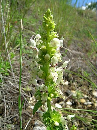 Stachys recta L. © VILLARET Jean-Charles