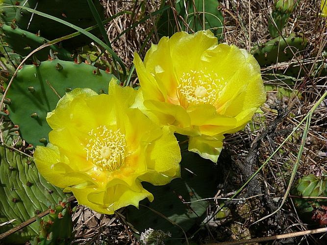 Opuntia humifusa (Rafin.) Rafin. © VILLARET Jean-Charles