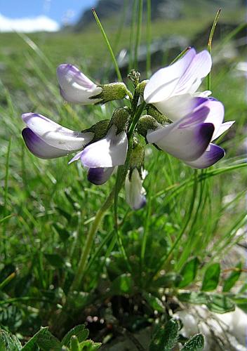 Astragalus alpinus L., 1753 © VILLARET Jean-Charles