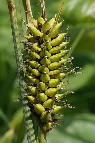 Carex riparia Curtis © PACHES Gilles