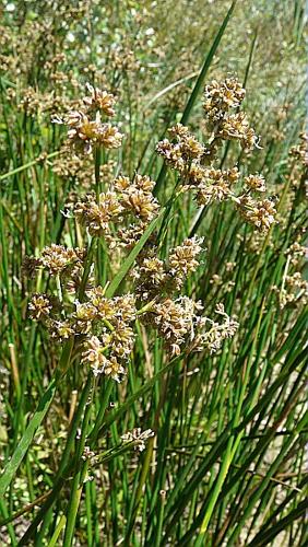 Juncus subnodulosus Schrank © GARRAUD Luc