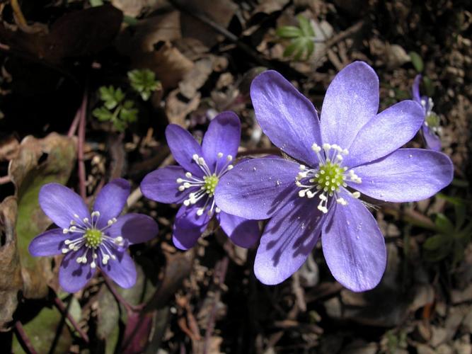 Anemone hepatica L., 1753 © VILLARET Jean-Charles