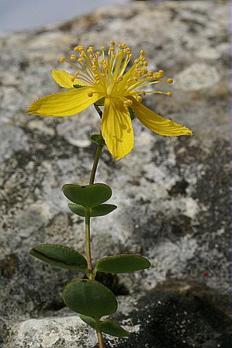 Hypericum nummularium L. © PACHES Gilles