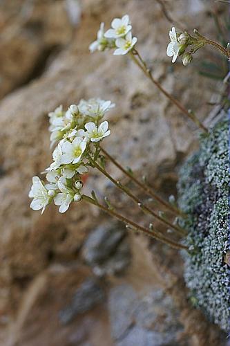 Saxifraga valdensis DC. © PACHES Gilles