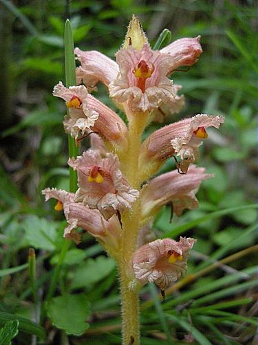 Orobanche bartlingii Griseb. © DUVOISIN Jonas