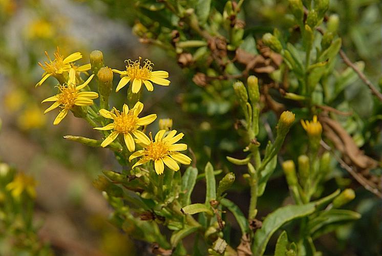 Dittrichia viscosa (L.) Greuter, 1973 © DALMAS Jean-Pierre