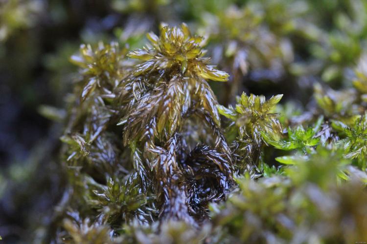 Sphagnum subsecundum Nees © LEGLAND Thomas