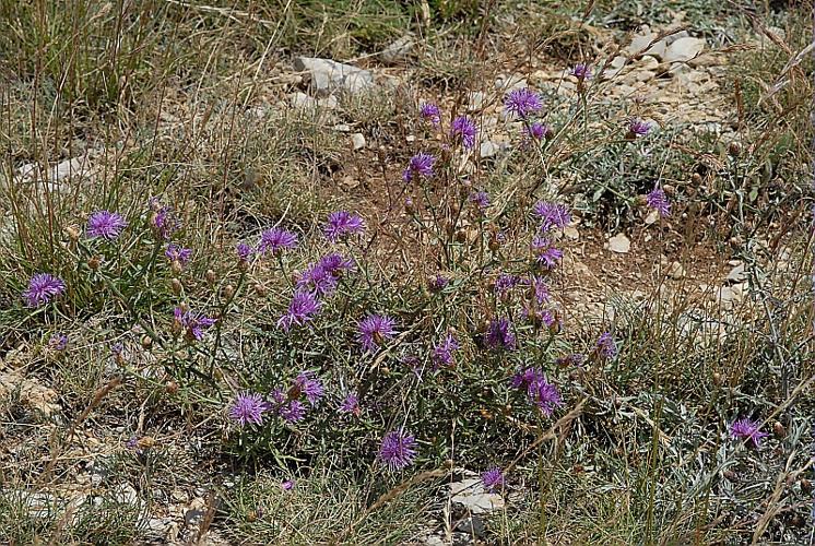 Centaurea leucophaea Jord., 1847 © DALMAS Jean-Pierre