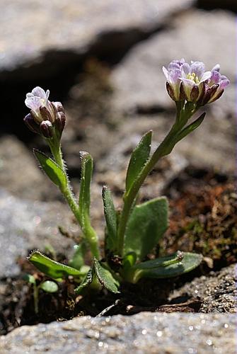 Arabis caerulea (All.) Haenke © PACHES Gilles