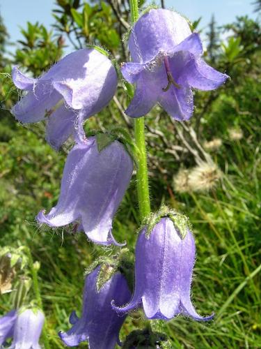 Campanula barbata L. © VILLARET Jean-Charles