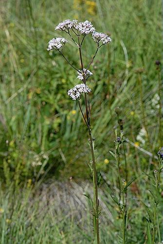 Valeriana officinalis L., 1753 © DALMAS Jean-Pierre