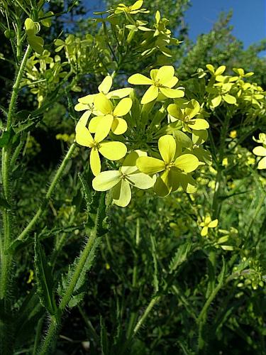 Biscutella cichoriifolia Loisel. © VILLARET Jean-Charles