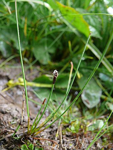 Eleocharis quinqueflora (F.X. Hartmann) O. Schwarz © MIKOLAJCZAK Alexis