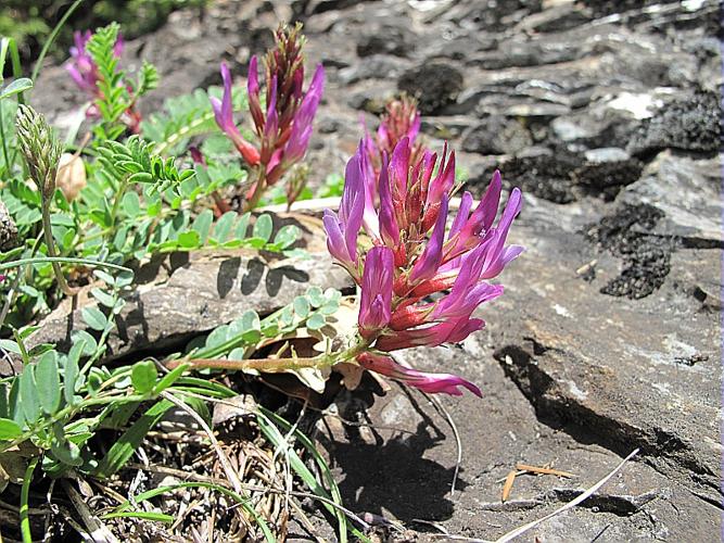 Astragalus monspessulanus L., 1753 © BILLARD Gilbert