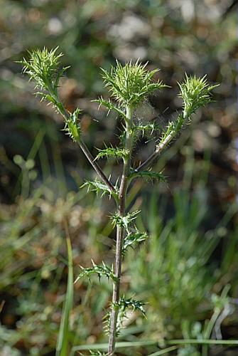 Carlina vulgaris L. subsp. vulgaris © DALMAS Jean-Pierre