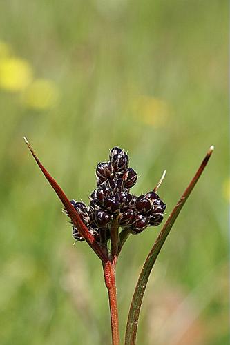 Luzula alpina (Ehrh.) Lej. © PACHES Gilles