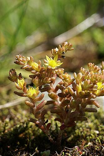 Sedum annuum L., 1753 © PACHES Gilles