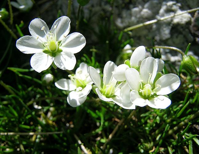 Sagina glabra (Willd.) Fenzl, 1833 © VILLARET Jean-Charles