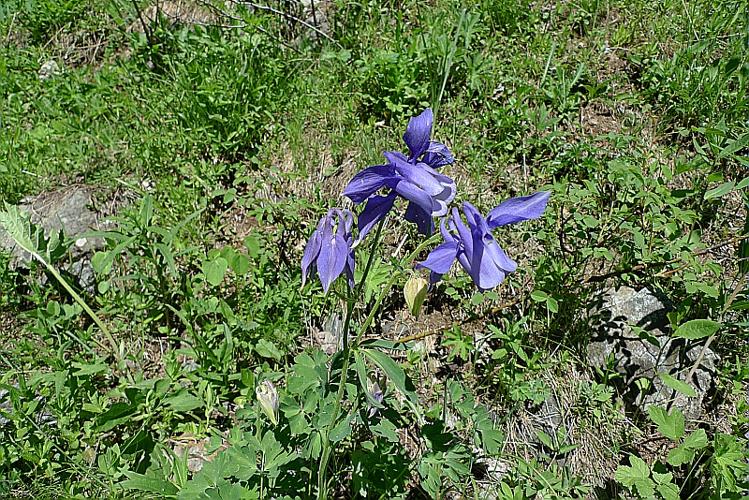 Aquilegia alpina L. © ABDULHAK Sylvain