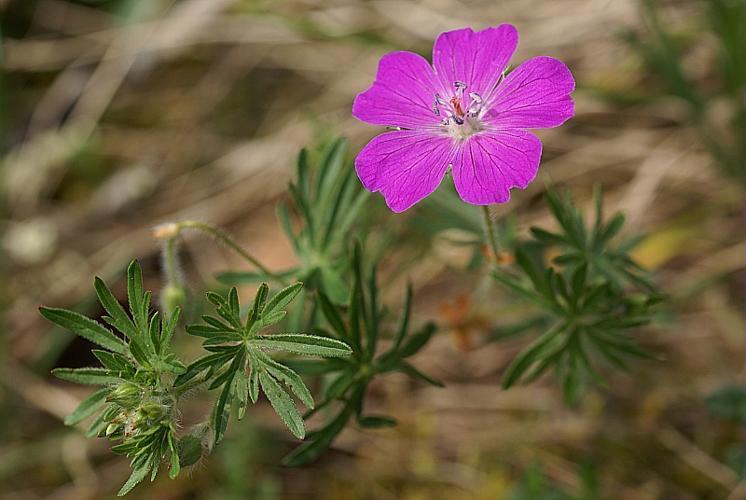 Geranium sanguineum L. © PACHES Gilles