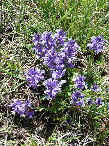 Polygala calcarea F.W.Schultz, 1837 © VILLARET Jean-Charles