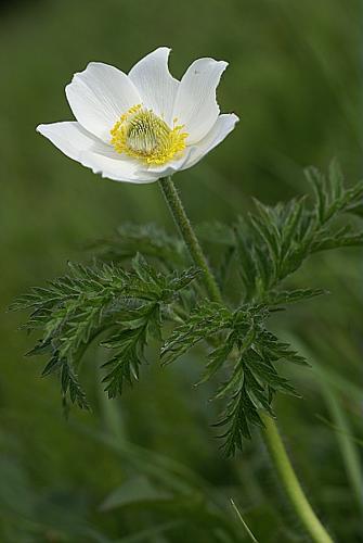 Pulsatilla alpina (L.) Delarbre, 1800 © PACHES Gilles