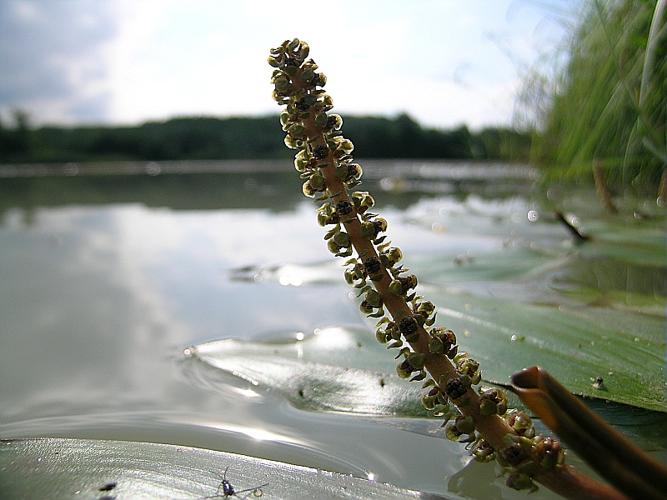 Potamogeton nodosus Poiret © VILLARET Jean-Charles