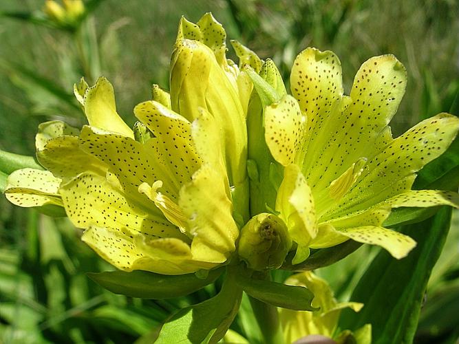 Gentiana punctata L. © VILLARET Jean-Charles