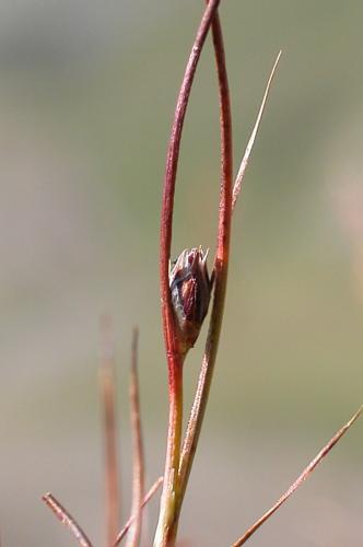 Juncus trifidus L. © VILLARET Jean-Charles