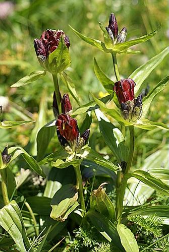 Gentiana purpurea L. © PACHES Gilles