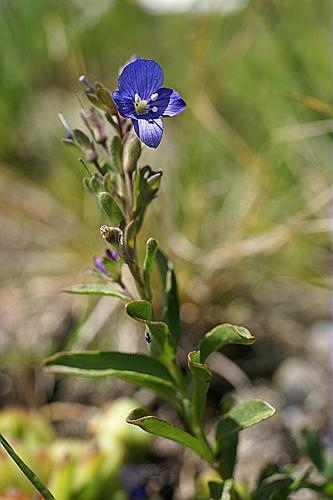 Veronica fruticans Jacq., 1762 © PACHES Gilles