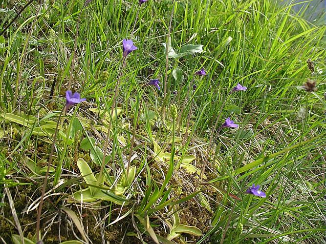 Pinguicula vulgaris L. © BILLARD Gilbert