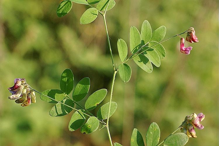 Lathyrus niger (L.) Bernh. © PACHES Gilles