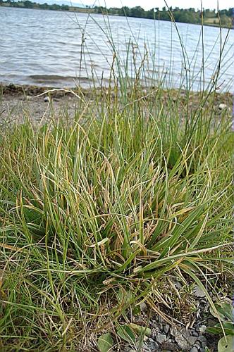 Carex hordeistichos Vill. © FORT Noémie