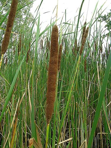 Typha angustifolia L., 1753 © VILLARET Jean-Charles