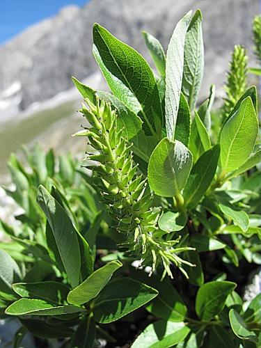 Salix hastata L. © BILLARD Gilbert