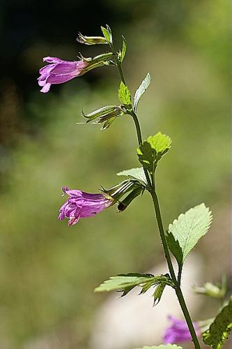 Clinopodium grandiflorum (L.) Kuntze, 1891 © PACHES Gilles