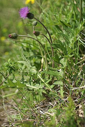 Cirsium tuberosum (L.) All. © PACHES Gilles