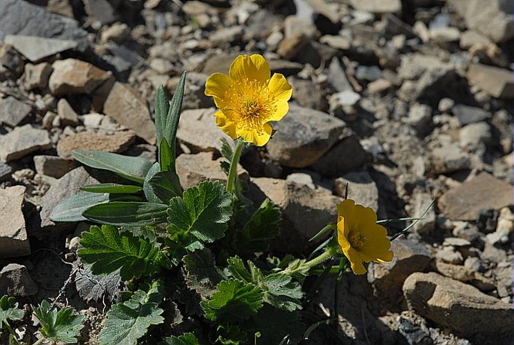 Geum montanum L., 1753 © DALMAS Jean-Pierre