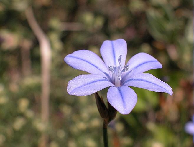 Aphyllanthes monspeliensis L., 1753 © VILLARET Jean-Charles