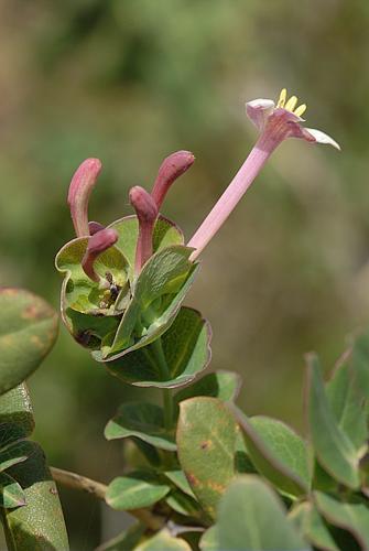 Lonicera implexa Aiton © DALMAS Jean-Pierre