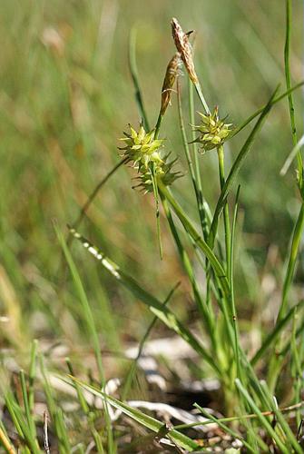 Carex flava L © PACHES Gilles