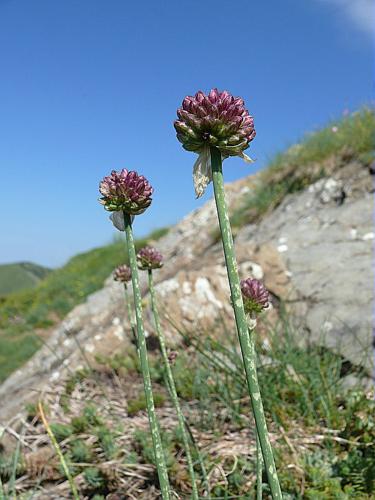 Allium sphaerocephalon L., 1753 © VILLARET Jean-Charles