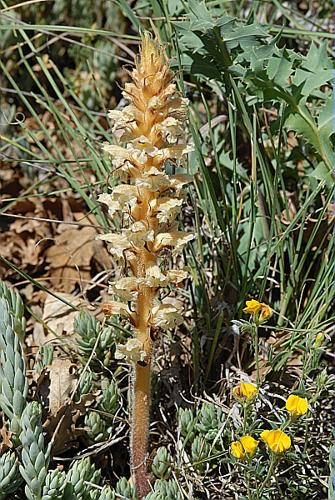 Orobanche alba Willd. © DALMAS Jean-Pierre