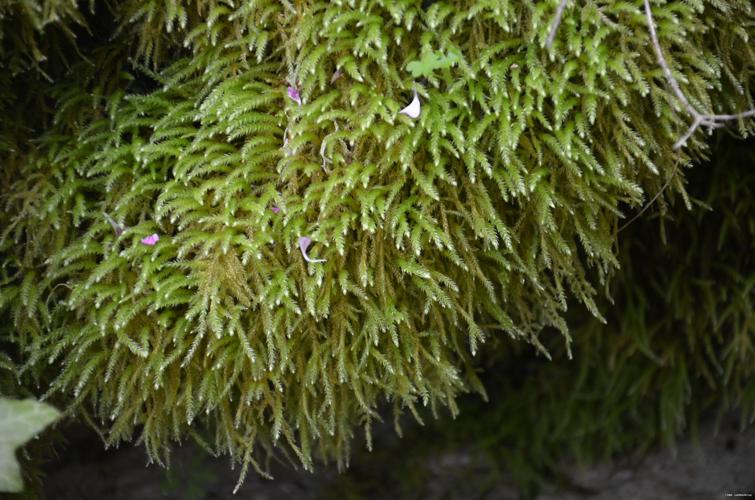 Eurhynchium striatum (Hedw.) Schimp. © GARRAUD Luc