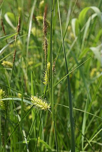 Carex vesicaria L. © PACHES Gilles