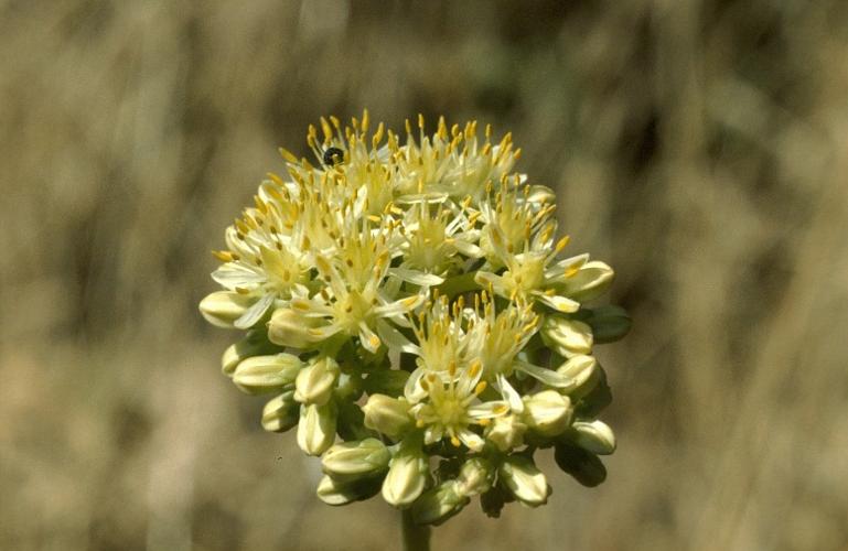 Sedum sediforme (Jacq.) Pau © DALMAS Jean-Pierre