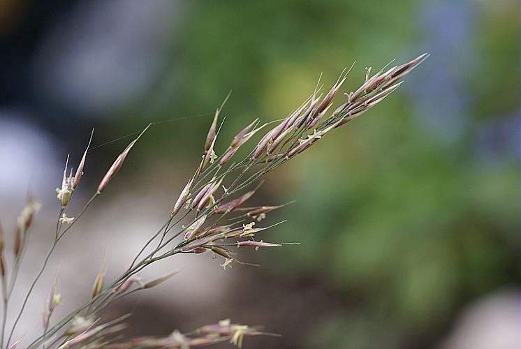 Agrostis schleicheri Jord. & Verl., 1855 © PACHES Gilles